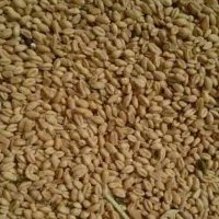 گندم بذری پیشگام