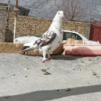 کبوتر چندعددحیون ناب پرشی بشرط فروشی