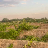 باغ-انگور-9ساله
