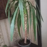 تعدادی گل یوکا گل گندمی ابلغ گل سوسن عنکبوت و ...|گل و گیاه طبیعی|ملارد, |دیوار