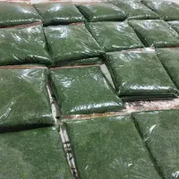 فروش سبزی قورمه سبزی