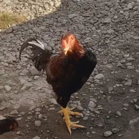 لاری لاج مهر|حیوانات مزرعه|رشت, بازار|دیوار