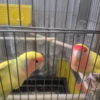 کوتوله برزیلی صورت هلویی