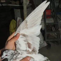 کفتر دورگ|پرنده|سرخنکلاته, |دیوار