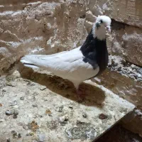 یک جفت طوقی|پرنده|تاکستان, |دیوار