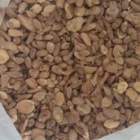 فروش گیاه ثعلب