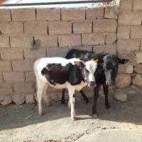 گاو یا گوساله ماده بومی|حیوانات مزرعه|شاهیوند, |دیوار