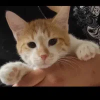 بچه گربه خانگی|گربه|سنقر, |دیوار