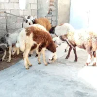 گوسفند و بز|حیوانات مزرعه|کنگاور, |دیوار