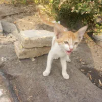 گربه زیبا برایه انبار