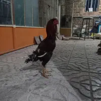 خروس لاری اصیل