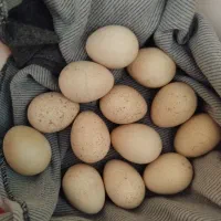 مولد و جوجه|پرنده|مشگین شهر, |دیوار