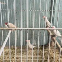 فنچ نرگسی شکلاتی و سفید|پرنده|بندرعباس, |دیوار