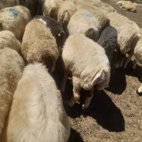 حیون مدتی با ضمانت معتبر
