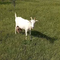 بزسانن اصل فرانسه