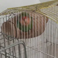 عروس هلندی و طوطی برزیلی