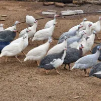اردک پکنی مرغ گوشتی بلدرچین جوجه مرغوگردن لخت