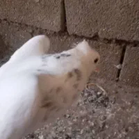 کبوتر طوقی|پرنده|پلدختر, |دیوار