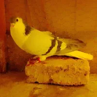 کبوتر  ساده امری سبز. قورگی دم سفید .سار طوق سرخ.