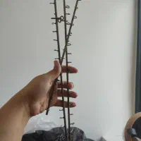 تجهیزات بدلیجات|فروشگاه و مغازه|رشت, نیکمرام|دیوار