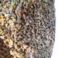 کشمش و شیره انگور|خوردنی و آشامیدنی|بروجرد, |دیوار