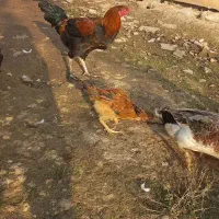 چند عدد مرغ وخروس|حیوانات مزرعه|لاهیجان, بازکیاگوراب|دیوار