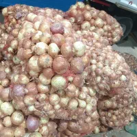 پیاز|عمدهفروشی|شاهینشهر, حاجی آباد|دیوار