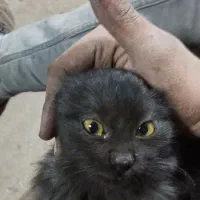 گربه خانگی|گربه|مرند, |دیوار