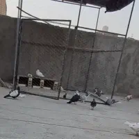 قفس بزرگ ۲×۲|پرنده|اصفهان, خانه اصفهان|دیوار