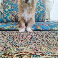 سگ پاکوتاه عروسکی