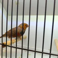 فنچ شارکول و فول اورنج