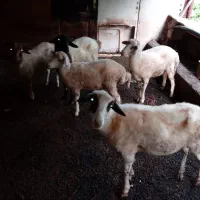 ۵عدد گوسفند ۴تا ماده یه نر