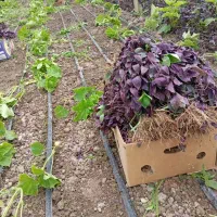 وانت کرایه روزانه اصفهان به دزفول