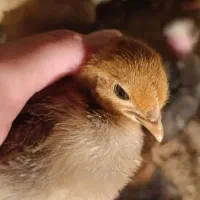 جوجه مرغ محلی