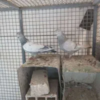 کفتر سینه سبز|پرنده|شیراز, امام حسین|دیوار