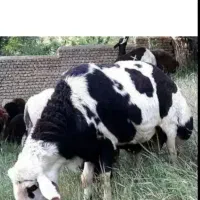 گوسفند کانی شیرین