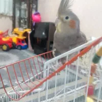 عروس هلندی|پرنده|بهارستان, |دیوار