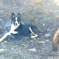 واگذاری توله ۷ ماهه