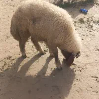 بره نرپاییزه امسال