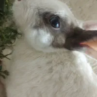 خرگوش