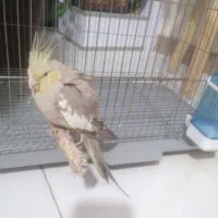 واگذاری عروس هلندی