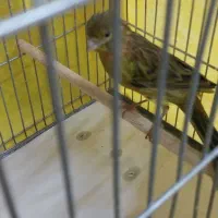 قناری|پرنده|مسجد سلیمان, |دیوار