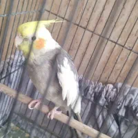 عروس هلندی سخنگو نر|پرنده|خلخال, |دیوار