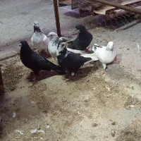 با سلام شیش عدد کپوتر برافروش میرسد