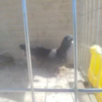 فروش کفتر میل وبازی پرش