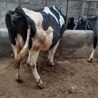 گاو‌جوان‌یک‌هفته‌مونده‌به‌زایمان