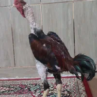 خروس لاری نصل معتبر