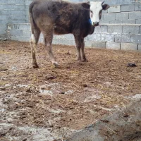 دو عدد گوساله ی محلی