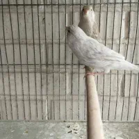 قناری|پرنده|شیراز, تندگویان|دیوار