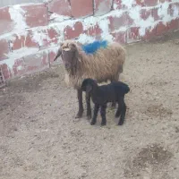 2عدد میش جوون|حیوانات مزرعه|چناران, |دیوار